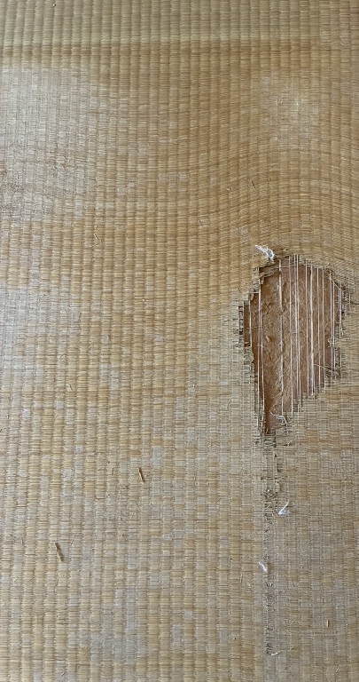 その咳、もしかして“畳、壁紙のカビ”が原因かもしれません。